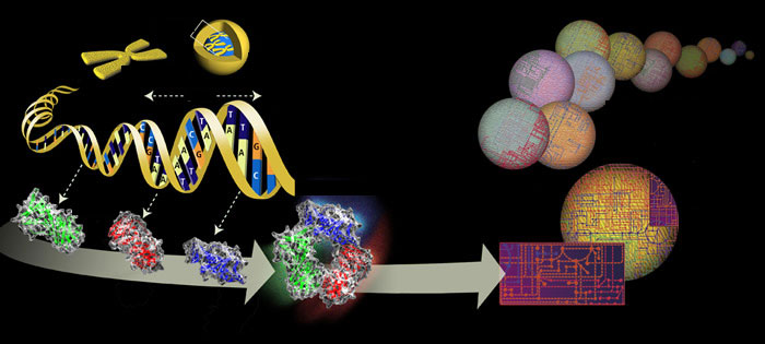 From Genome to Life